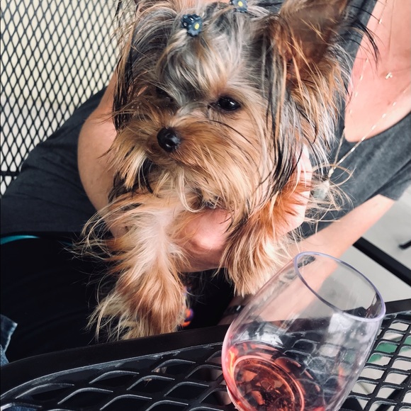 Meet your Posher, Misha - Picture 1 of 1